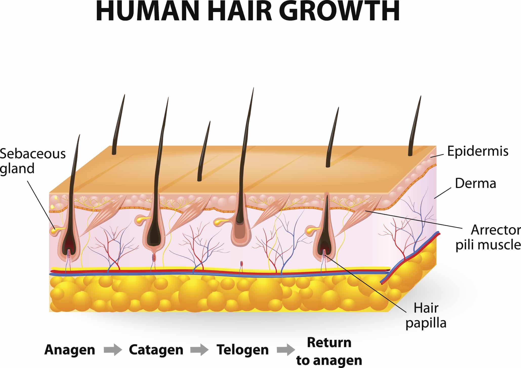 Hair Restoration Chicago IL